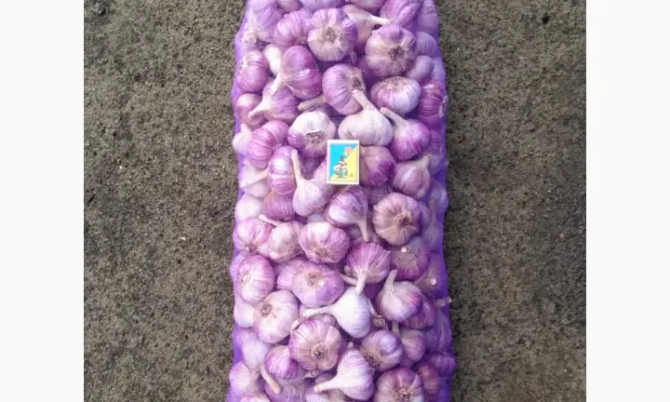15 тонн ПРОДАМ ЧАСНИК Любаша Молодий Посадковий Товарний Озимий Чеснок Garlic - фото № 3