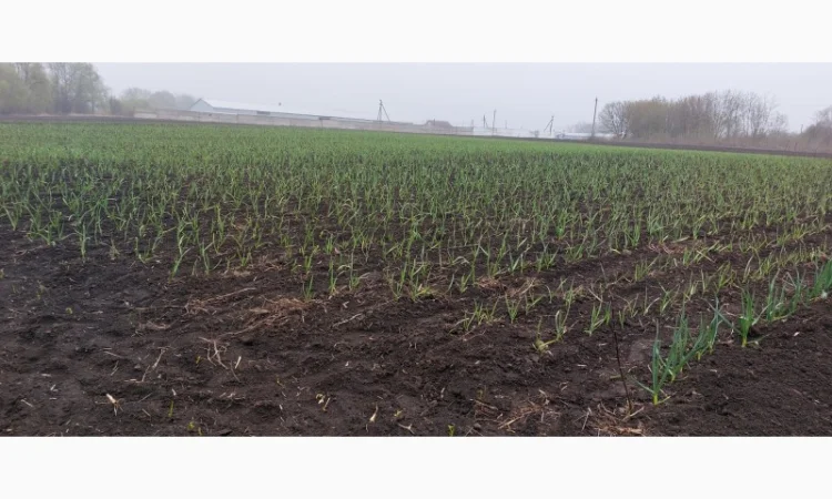 Продаж часнику першої репродукції - фото № 3