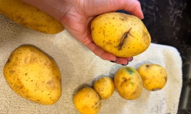 Продаж картоплі 5+ для харчування - фото № 3