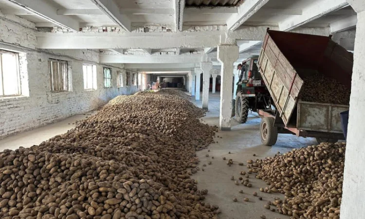 Куплю некондиційну картоплю - фото № 1