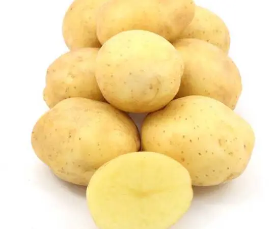 Продажа семенного картофеля сорта Саншайн. Первая репродукция. Розница от 20 кг - фото № 1