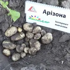 Семенной картофель Аризона Киевская область купить качественный - фото № 1