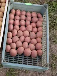 Посадочная картофель Беллароза Волынская область купить выгодно - фото № 1