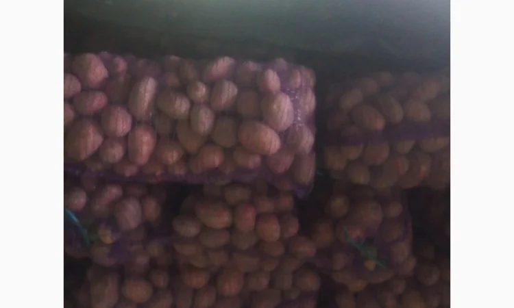 Продаж картоплі Бела Росса - фото № 1