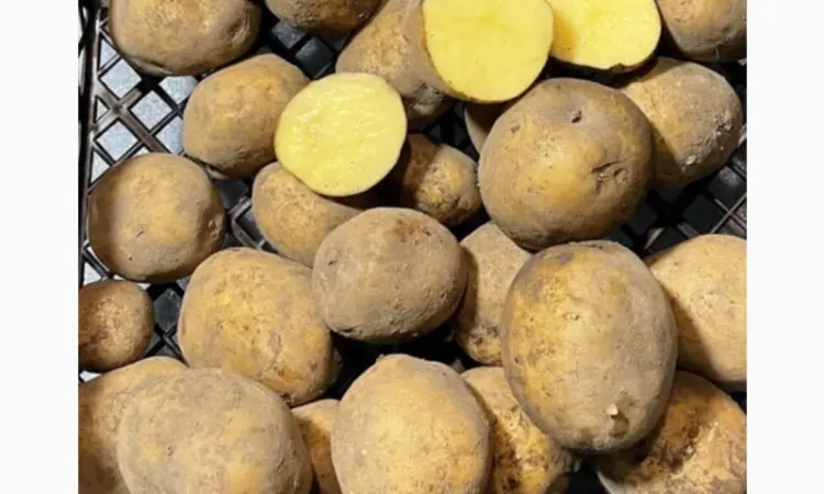 Продам семенной посадочный картофель сорта Ривьера. 1 и 2 репродукция - фото № 1