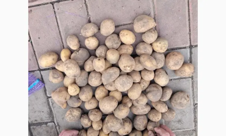 ФХ реализует семена картофеля сорта Ривьера. Оптом от 10 тонн. 2-я репродукция - фото № 1