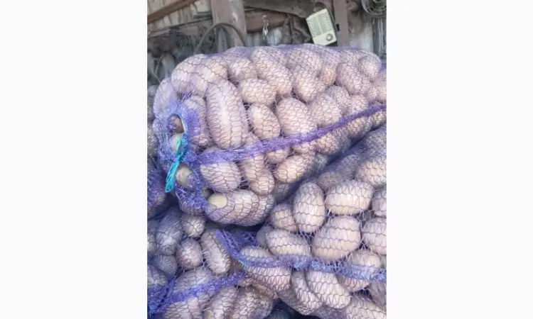 Продам товарный картофель сорт Гранада и Белороса - фото № 4