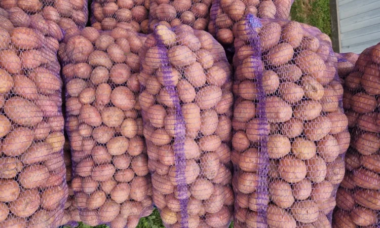 Картопля Біла Роза на продаж - фото № 2