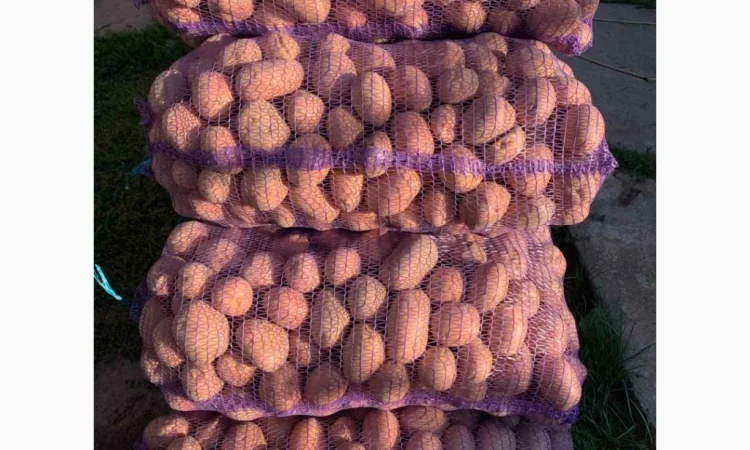 Картопля Біла Роза на продаж - фото № 3