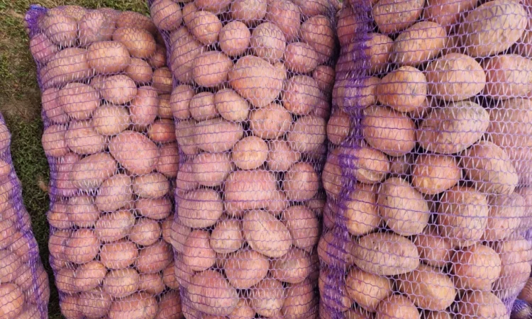 Картопля Біла Роза на продаж - фото № 4