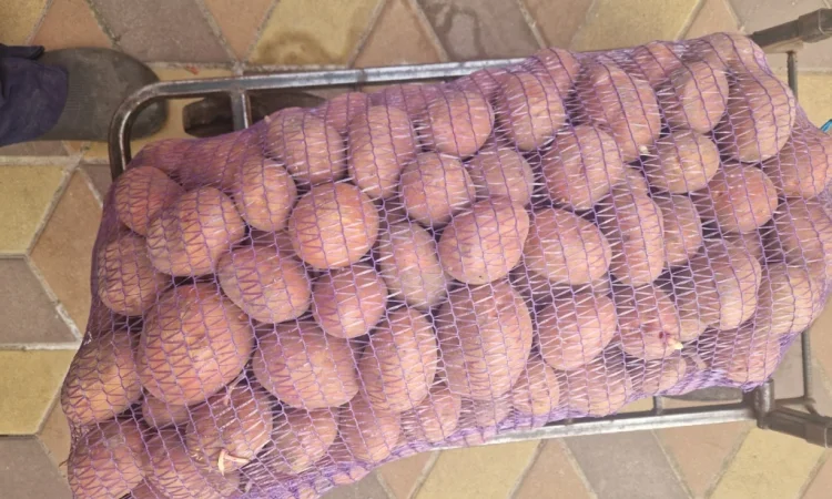 Картопля Біла Роза на продаж - фото № 6