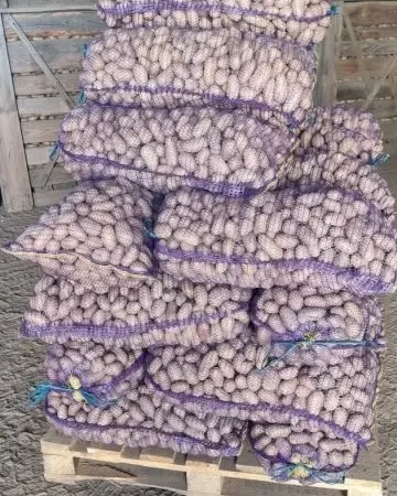 Семенной картофель Гранада 1-2 репродукция - фото № 1