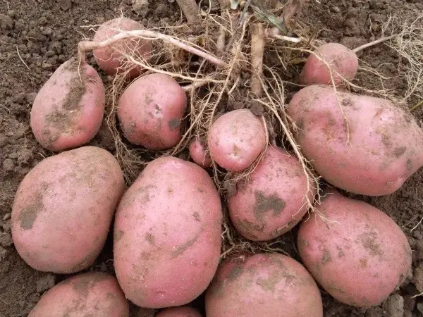 Семенной картофель Беллароза 1-2 репродукция - фото № 1
