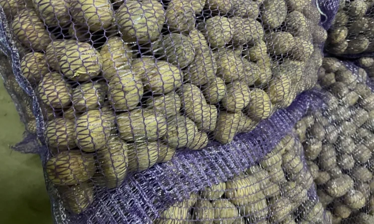 Поставка насіннєвої картоплі сорту Рів’єра для фермерських господарств - фото № 1