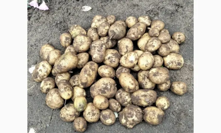 Продам молодую картошку - фото № 4