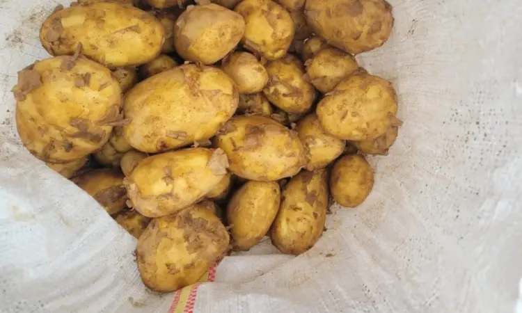 Продам молодую картошку - фото № 1