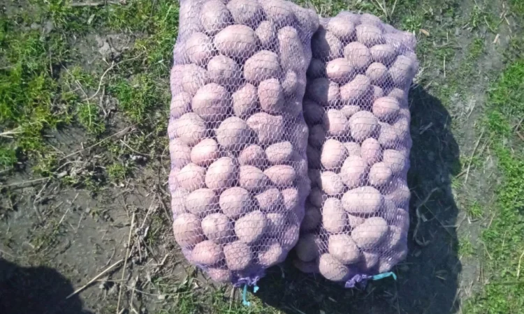 Продается картофель сорта Бела Роса - фото № 1