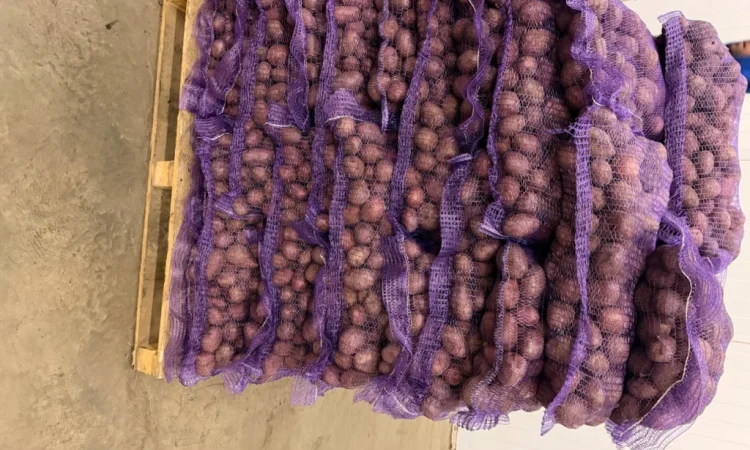 Рожева картопля сорт Алюет високої якості - фото № 4