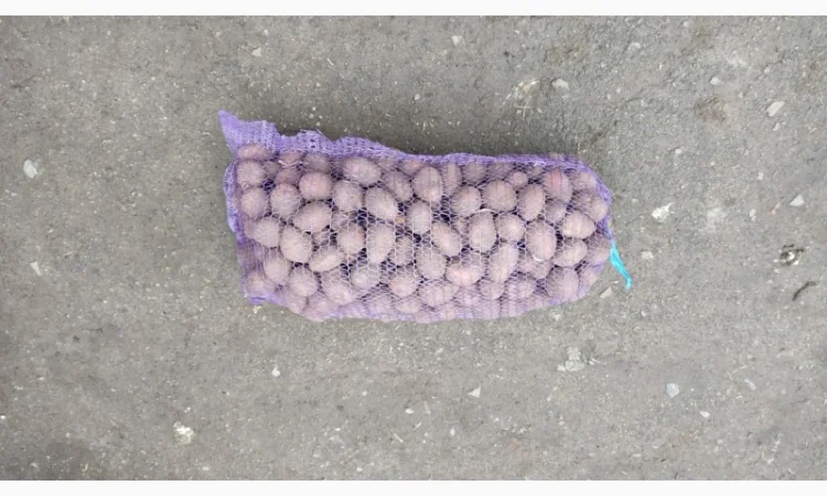 Картопля Ред Соня свіжої наборки на продажу - фото № 1