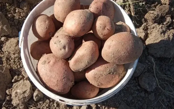 Продам картофель сорта Беллароза - фото № 1
