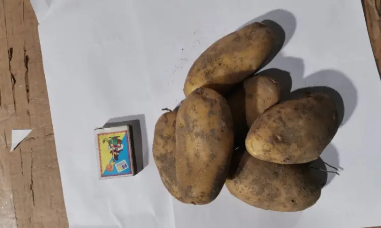 Продам картофель товарный - фото № 2
