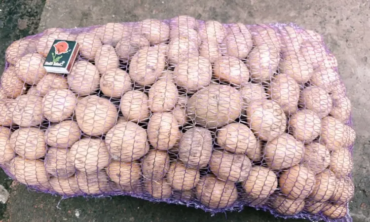 Продам картофель Ривьера посадочный 2 га репродукция - фото № 4