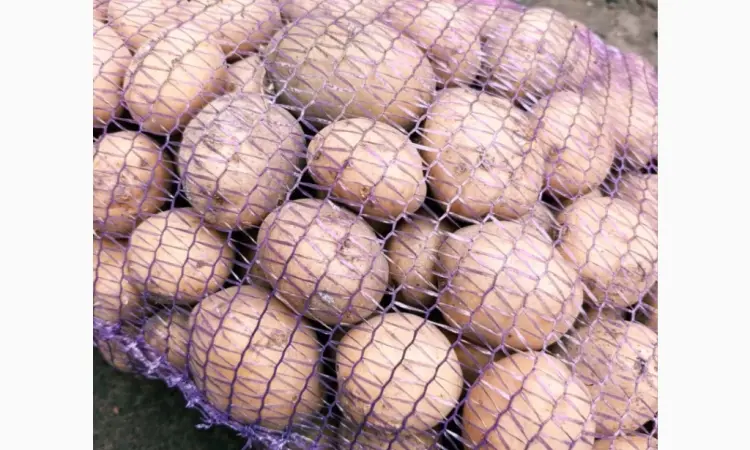Продам картофель Ривьера посадочный 2 га репродукция - фото № 8
