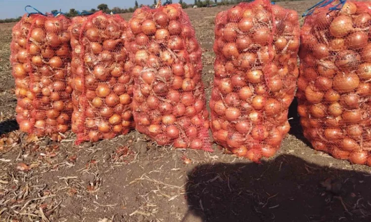 Обміняю цибулю на картоплю - фото № 1