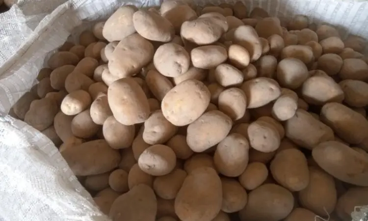 Продам товарный картофель в биг бэгах 1000 кг. Цена с НДС - фото № 1