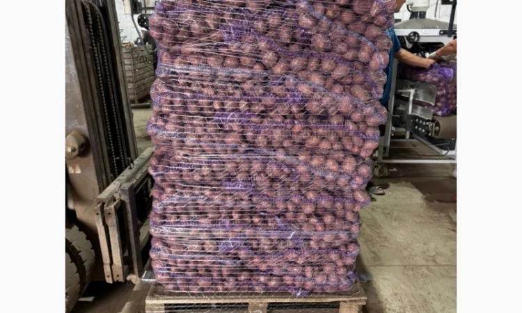 Продаж картоплі пізньої оптом - фото № 5