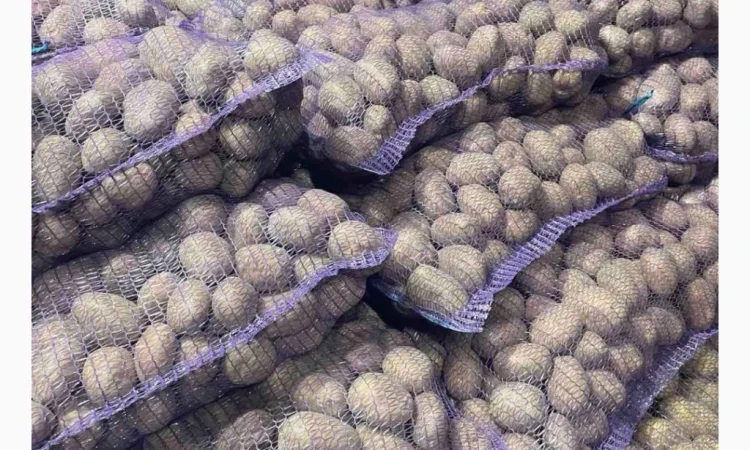 Продаю продовольчу картоплю - фото № 5