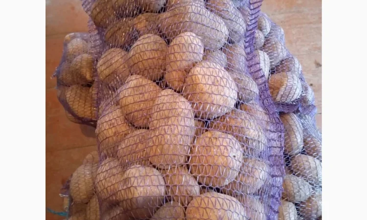 Продаю картоплю сорту Парадізо - фото № 1