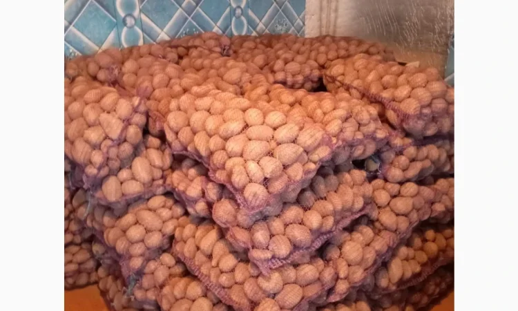 Продаю картоплю сорту Парадізо - фото № 2