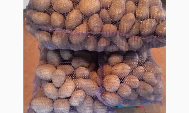 Продаю картоплю сорту Парадізо - фото № 3