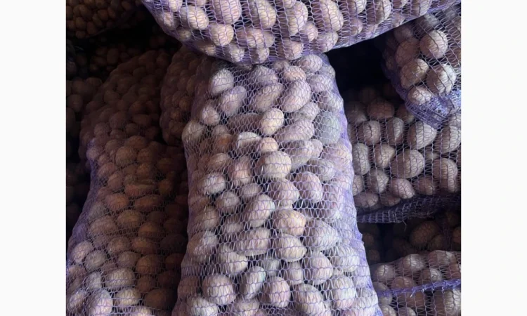 Продажа картофеля сорта Беллароза оптом – 50 тонн в Чернигове - фото № 1