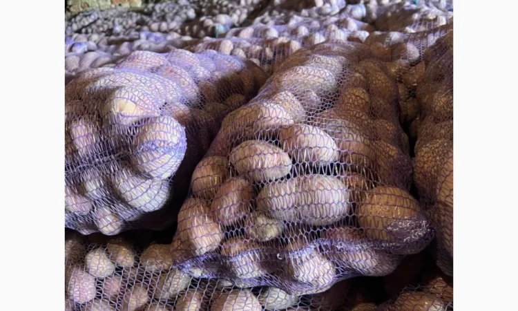 Продажа картофеля сорта Беллароза оптом – 50 тонн в Чернигове - фото № 2