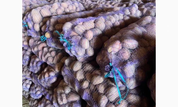 Продажа картофеля сорта Беллароза оптом – 50 тонн в Чернигове - фото № 3