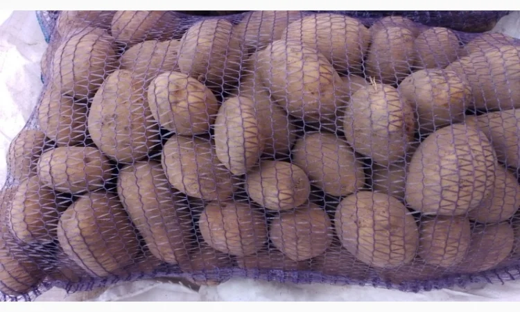 Картопля від виробника - фото № 7