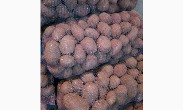 Картопля від виробника - фото № 1