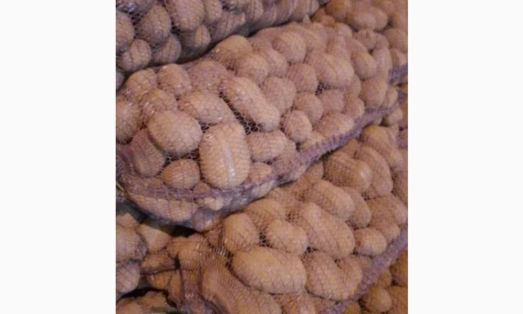 Картопля від виробника - фото № 2