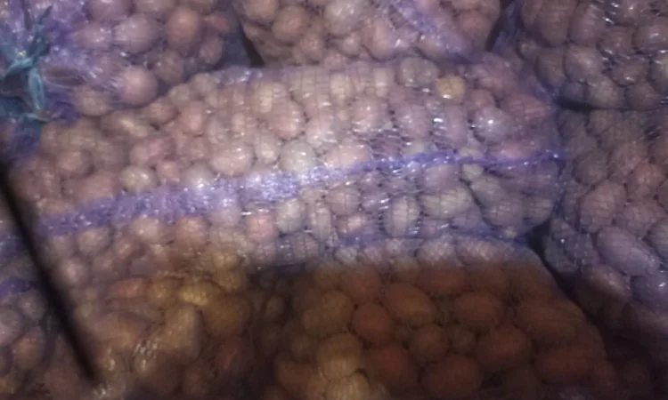 Продается семенной картофель Алуэт, ручная переборка - фото № 2