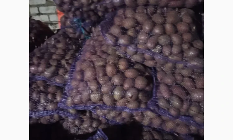 Продается семенной картофель Алуэт, ручная переборка - фото № 4