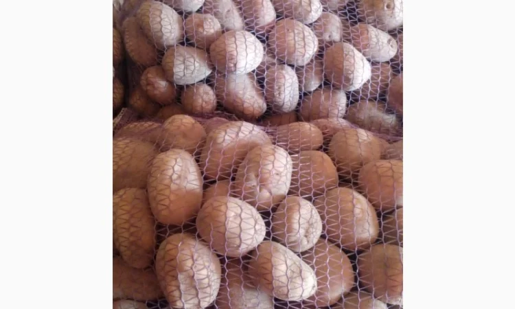 Картопля сорт Бєлароса на продаж - фото № 1