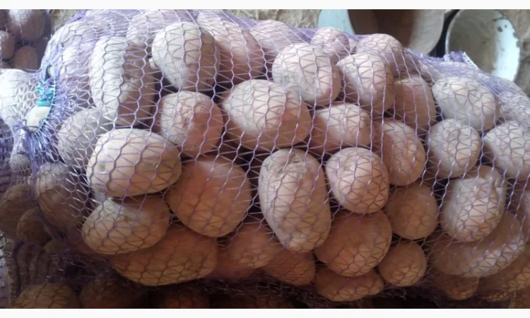 Картопля сорт Бєлароса на продаж - фото № 2