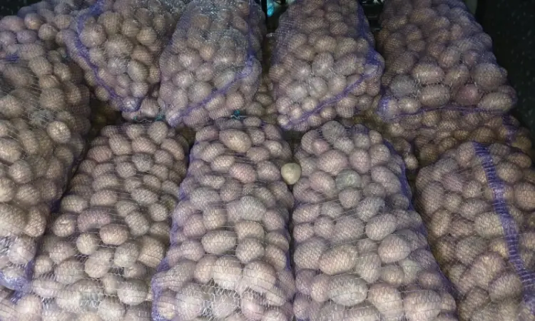 Продам товарный картофель Бела Роса Балтік Роуз - фото № 2