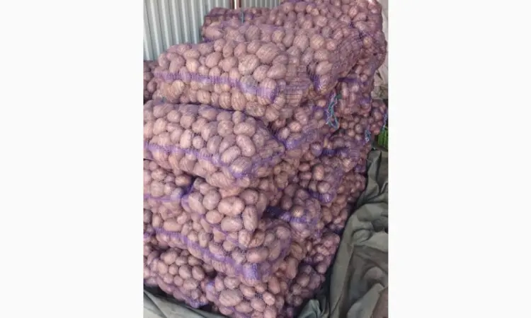 Продам товарный картофель Бела Роса Балтік Роуз - фото № 4