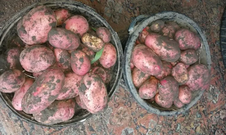 Продам товарный картофель Бела Роса Балтік Роуз - фото № 5