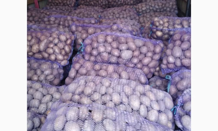 Продаю товарну картоплю «супер-бомба» - фото № 2