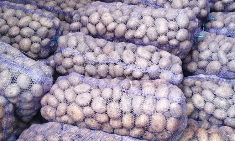 Продаю товарну картоплю «супер-бомба» - фото № 3