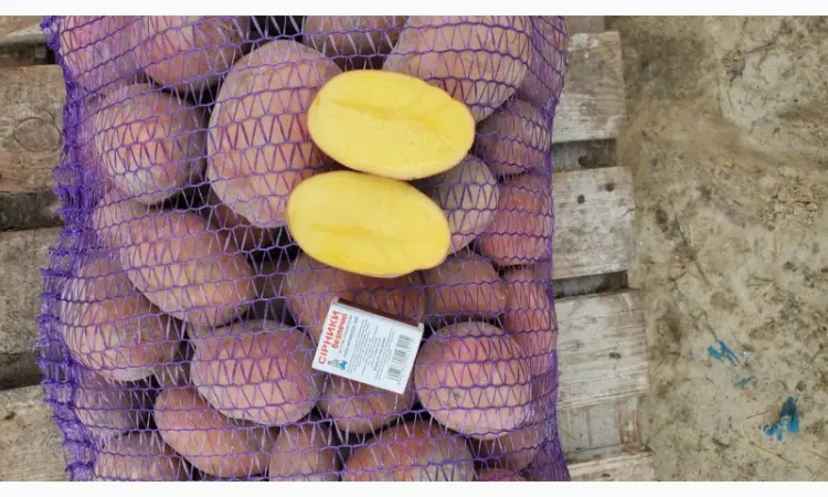 Продам Картофель Сорт Бела роса. Коріна - фото № 2